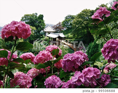 紫陽花が満開の善峯寺の風景 99506688