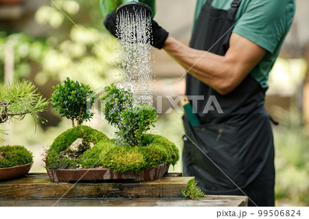 Blonde caucasian man watering bonsai tree in pot. Man wearing green t-shirt and black apron. Man spending peaceful morning in garden hear house. 99506824