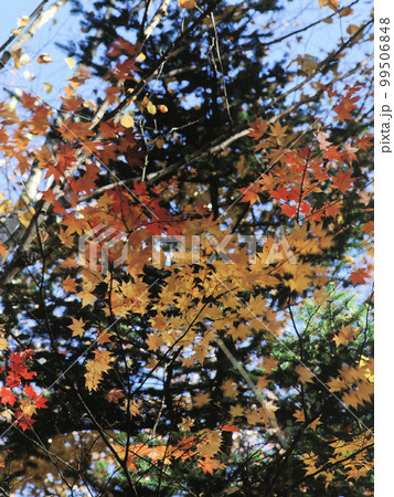 南牧村紅葉 その8 99506848