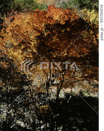 南牧村紅葉 その15 99506856