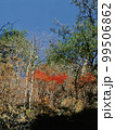 南牧村紅葉 その20 99506862