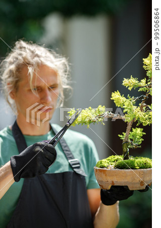 Focus on a bonsai tree. Blonde caucasian man planting flowers in pot with garden tools. Man wearing green t-shirt and black apron. Focus on a bonsai tree. Blonde caucasian man planting flowers in pot with garden tools. Man wearing green t-shirt and black apron. 99506864