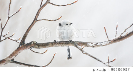 阿寒郡のエナガ 阿寒郡のエナガ 99506937