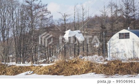 鶴居村のタンチョウ 99506961