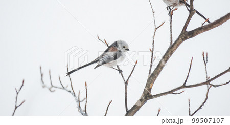 阿寒郡のエナガ 阿寒郡のエナガ 99507107