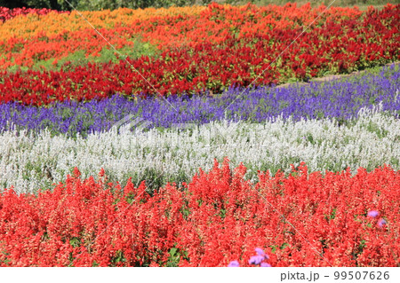 花畑風景/ケイトウ、サルビア、ラベンダーなどが、それぞれ分けて植えられている花畑 花畑風景/ケイトウ、サルビア、ラベンダーなどが、それぞれ分けて植えられている花畑 99507626