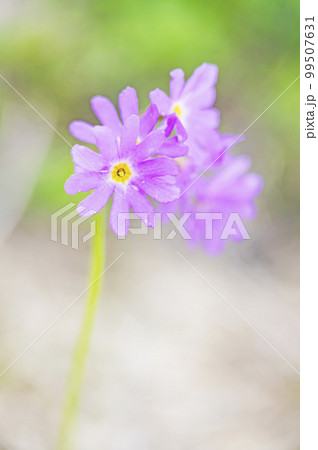 ハクサンコザクラ 99507631