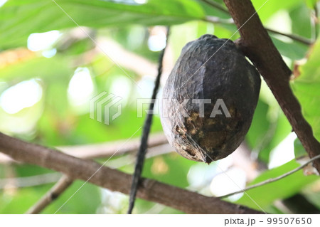 カカオの実 99507650
