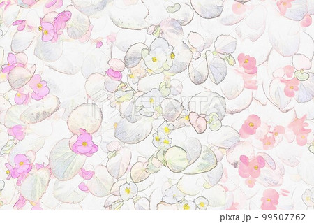 四季咲き センパフローレンスベコニア 背景イラスト2 99507762