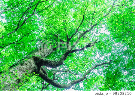 猿壺の滝近くの大きな広葉樹を見上げる2　兵庫県美方郡新温泉町 99508210