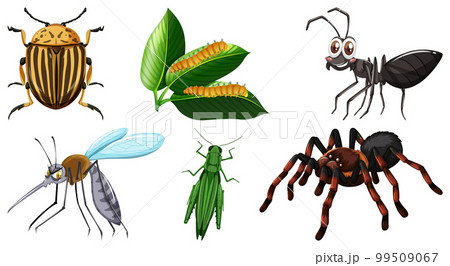 Set of different kinds of insects Set of different kinds of insects 99509067