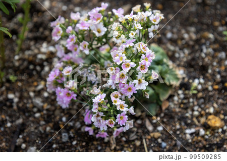 小さいピンク色の花（宿根バーベナ） 99509285