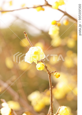 ロウバイの花のアップ 5 ロウバイの花のアップ 5 99509560