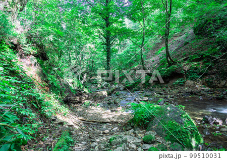 初秋の猿壺の滝から流れる岸田川の渓流1 兵庫県美方郡新温泉町 初秋の猿壺の滝から流れる岸田川の渓流1 兵庫県美方郡新温泉町 99510031