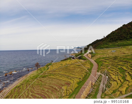 白米千枚田 秋 白米千枚田 秋 99510168