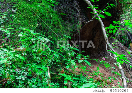 草とコケとコケの間から滴り落ちる猿壺の滝のしずく4 兵庫県美方郡新温泉町 草とコケとコケの間から滴り落ちる猿壺の滝のしずく4 兵庫県美方郡新温泉町 99510265