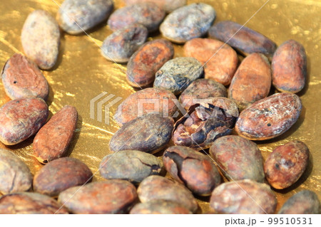 カカオの種子 99510531