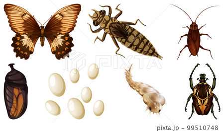 Collection of different insects vector 99510748