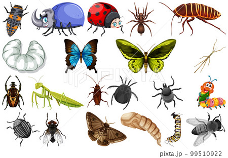 Different kinds of insects collection 99510922