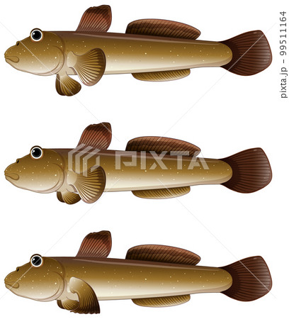 Mudskipper cartoon on white background 99511164