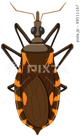 Kissing bug on white background 99511167