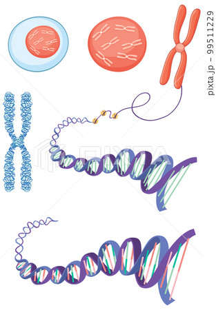 Cell structure chromosome histone and DNA Cell structure chromosome histone and DNA 99511229