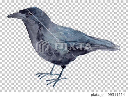 Crow watercolor illustration 99511234