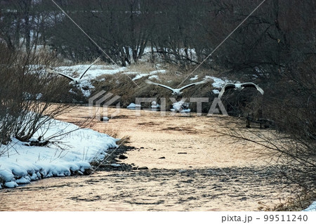 タンチョウが飛んで来ました 99511240