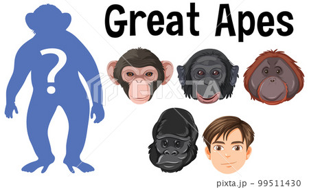 Five different types of great apesのイラスト素材 [99511430] - PIXTA