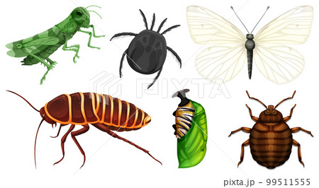 Set of different kinds of insects Set of different kinds of insects 99511555