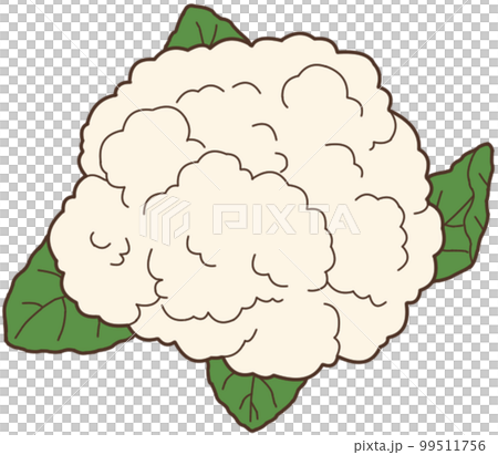cauliflower cauliflower 99511756