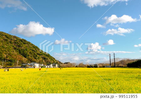 満開の菜の花畑 満開の菜の花畑 99511955