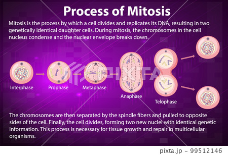Process of mitosis phases with explanations 99512146