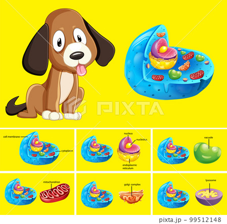 Animal cell anatomy structure 99512148