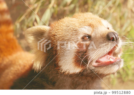 レッサーパンダ レッサーパンダ 99512880