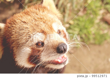 レッサーパンダ レッサーパンダ 99512971