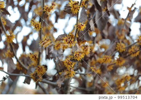 マンサクの花 マンサクの花 99513704