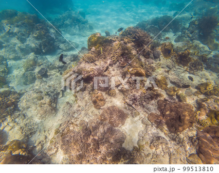 Photo of a tropical Fish on a coral reef 99513810