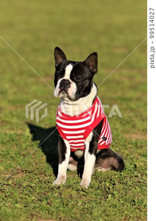 草の上に座って可愛く見つめるボーダーシャツを着たボストンテリアのマイティ君 99514027