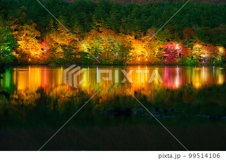 観音沼森林公園　紅葉ライトアップ 99514106