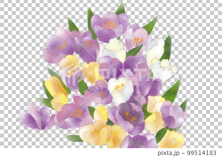 Bouquet of crocuses purple yellow white 99514183