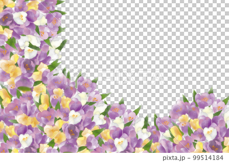 crocus flower garden card 99514184