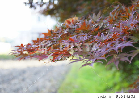 もみじ 99514203
