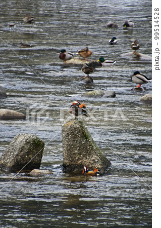 鳥取県日野町の日野川に飛来してくるオシドリ 99514528