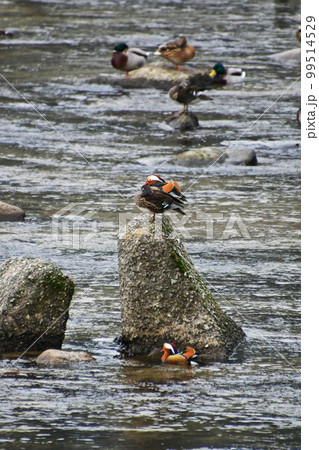 鳥取県日野町の日野川に飛来してくるオシドリ 99514529