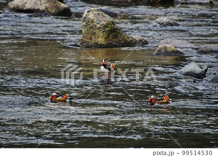 鳥取県日野町の日野川に飛来してくるオシドリ 99514530