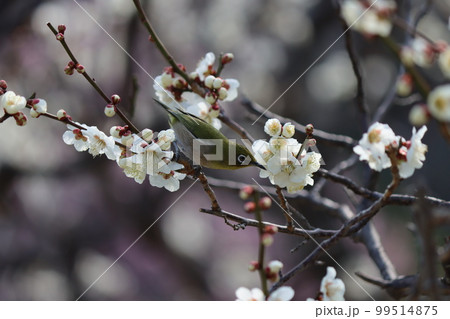 白梅の花蜜を吸いに来ためじろ 白梅の花蜜を吸いに来ためじろ 99514875