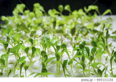Close-up sprout of vegetables 99515138