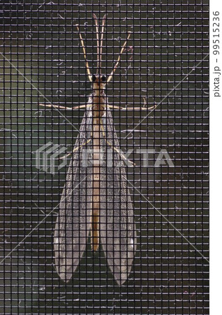 幼虫期は蟻地獄と呼ばれるウスバカゲロウ 99515236