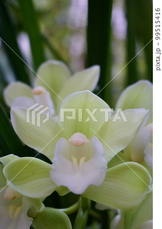 華やかな薄無鶏のシンビジウムの花 2 華やかな薄無鶏のシンビジウムの花 2 99515416